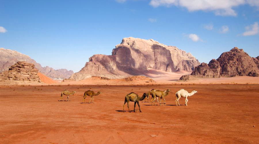 Top car rental options in Wadi Rum